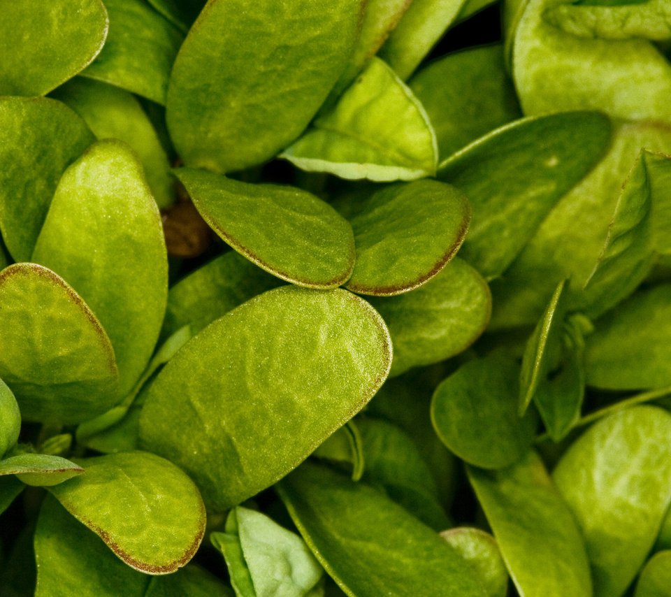 Обои трава, зелень, листья, макро, лист, растение, зеленый лист, шпинат, grass, greens, leaves, macro, sheet, plant, green leaf, spinach разрешение 1920x1200 Загрузить