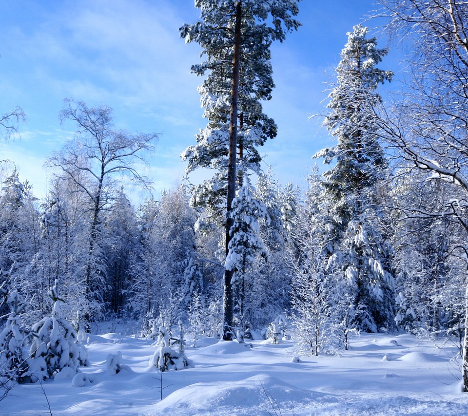 Обои снег, лес, зима, много, snow, forest, winter, a lot разрешение 1920x1200 Загрузить