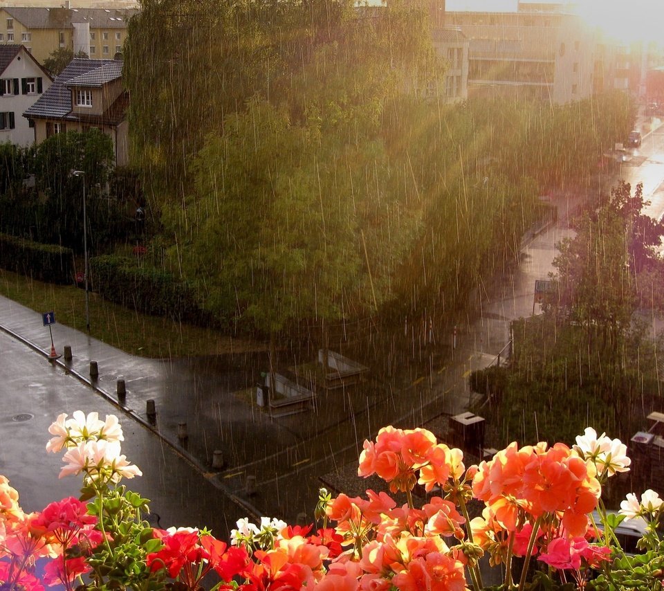 Обои цветы, улица, дождь, окно, flowers, street, rain, window разрешение 2560x1600 Загрузить