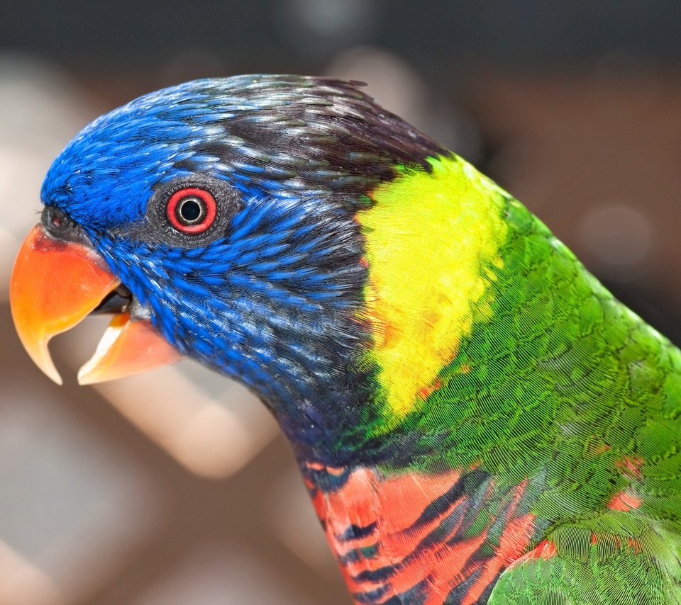 Обои цвет, разноцветный, птица, попугай, красочный, радужный лорикет, color, colorful, bird, parrot, rainbow lorikeet разрешение 4288x2680 Загрузить