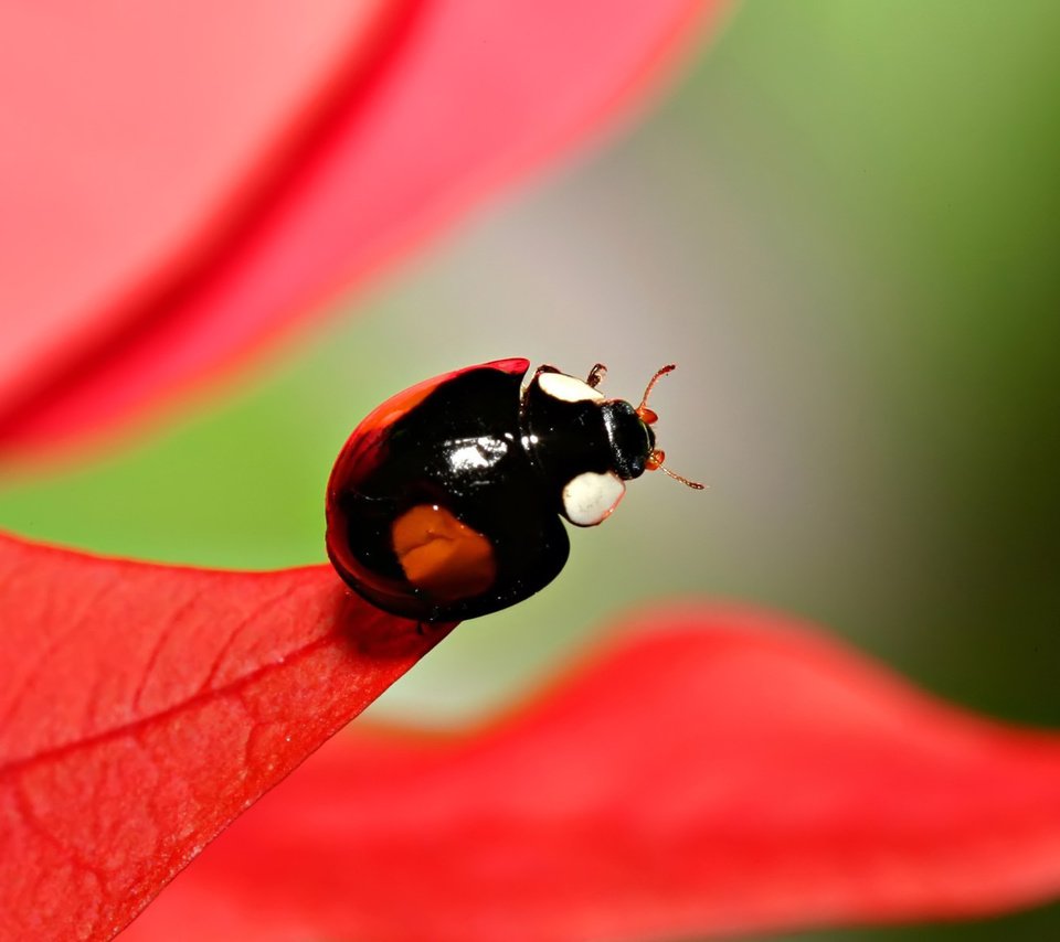 Обои листва, божья коровка, размытость, foliage, ladybug, blur разрешение 1920x1200 Загрузить