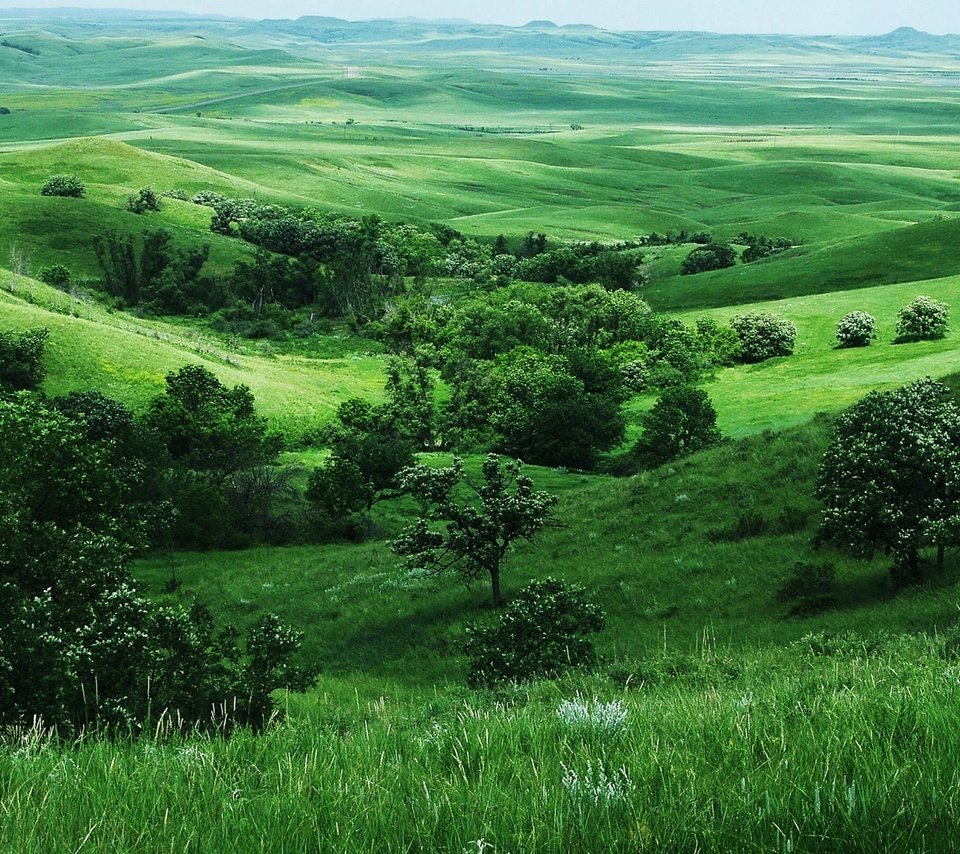 Обои трава, деревья, зелень, поля, grass, trees, greens, field разрешение 1920x1200 Загрузить