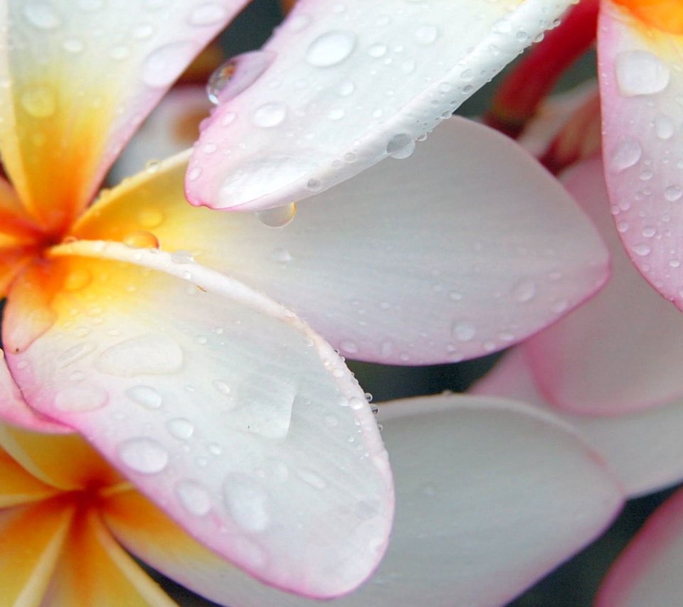 Обои макро, капли, лепестки, белый, плюмерия, франжипани, macro, drops, petals, white, plumeria, frangipani разрешение 1920x1200 Загрузить