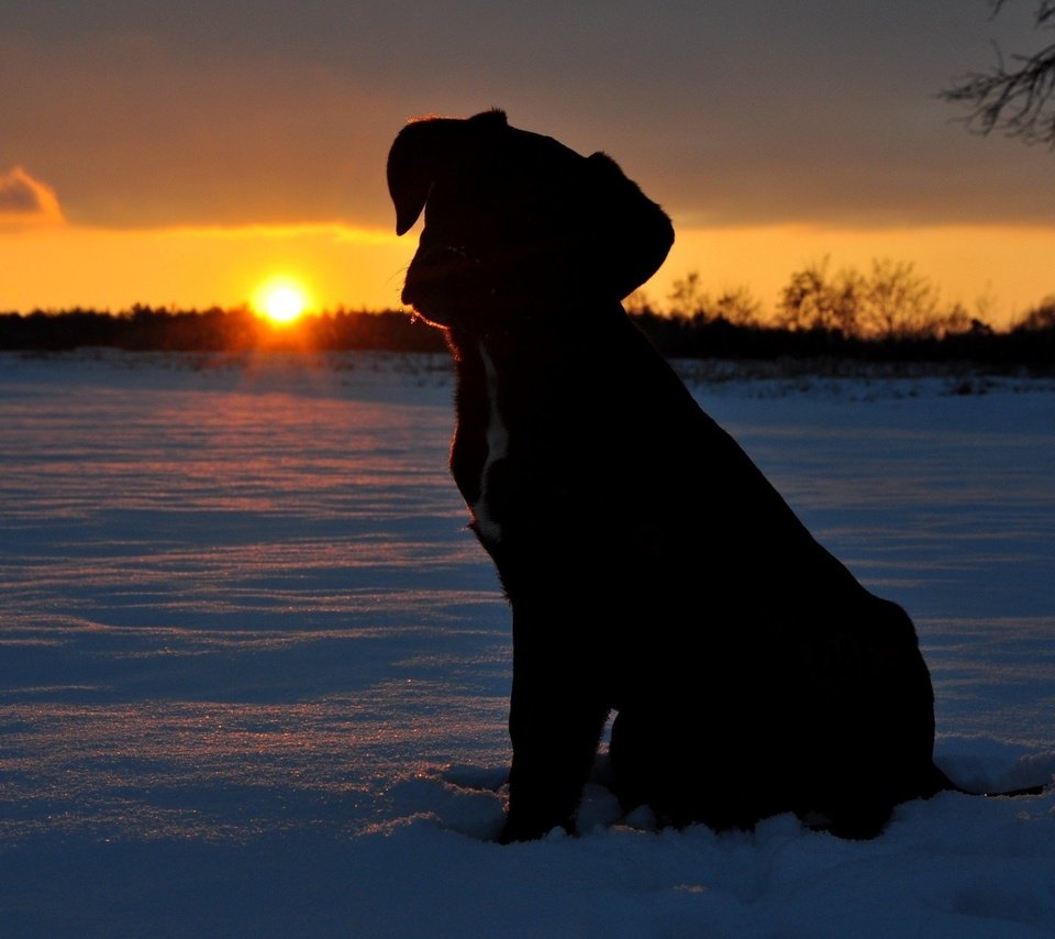 Обои солнце, снег, закат, щенок, the sun, snow, sunset, puppy разрешение 2144x1424 Загрузить