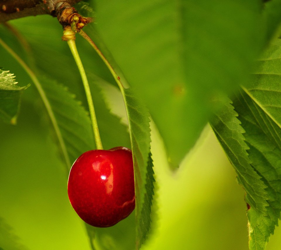 Обои листья, ягода, красная, черешня, спелая, одинокая, зеленые, leaves, berry, red, cherry, ripe, lonely, green разрешение 2560x1600 Загрузить