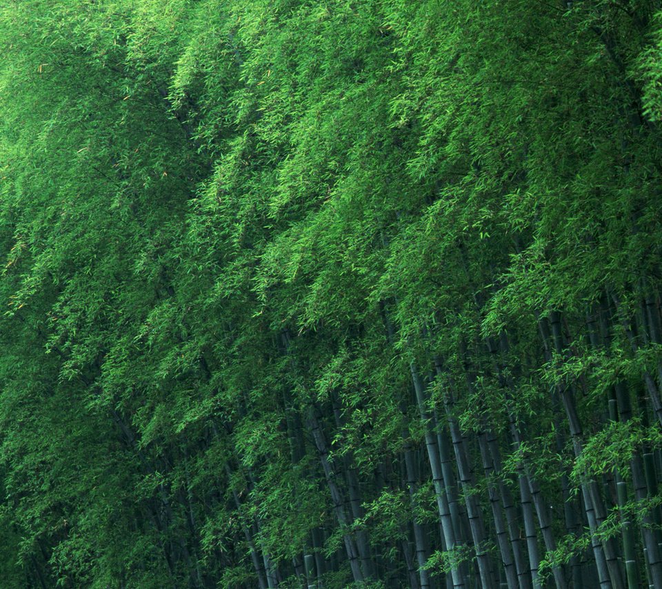 Обои деревья, зелёный, бамбук, trees, green, bamboo разрешение 1920x1200 Загрузить