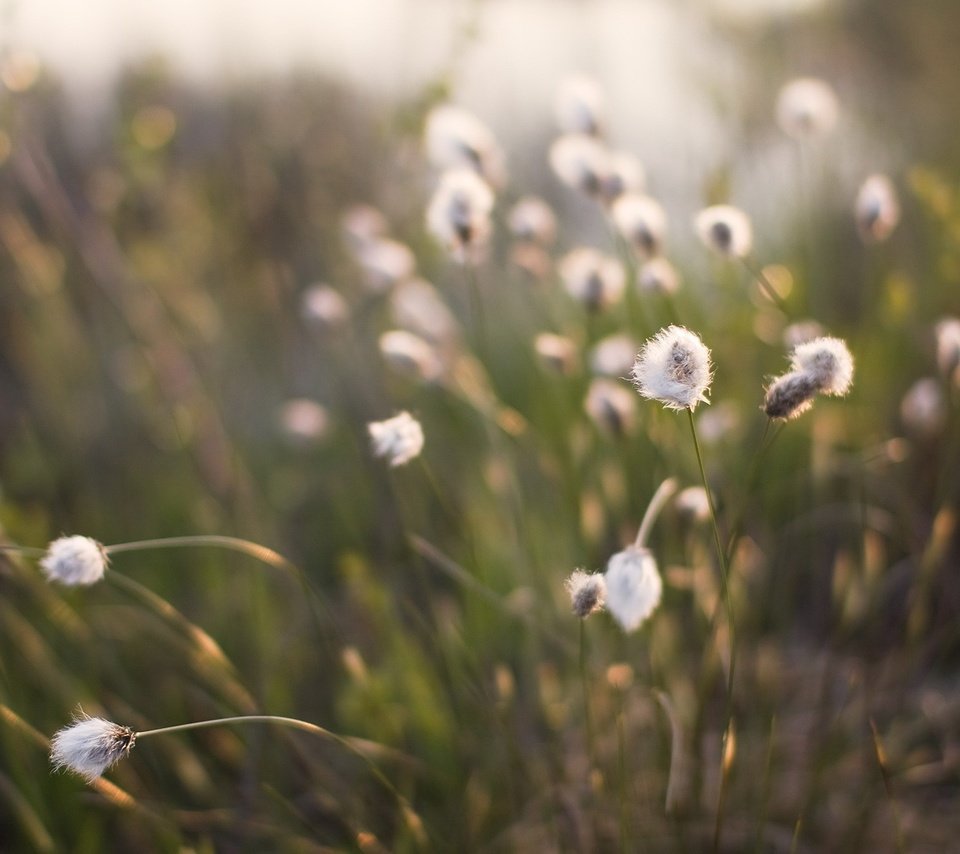 Обои трава, растения, фокус камеры, grass, plants, the focus of the camera разрешение 1920x1200 Загрузить