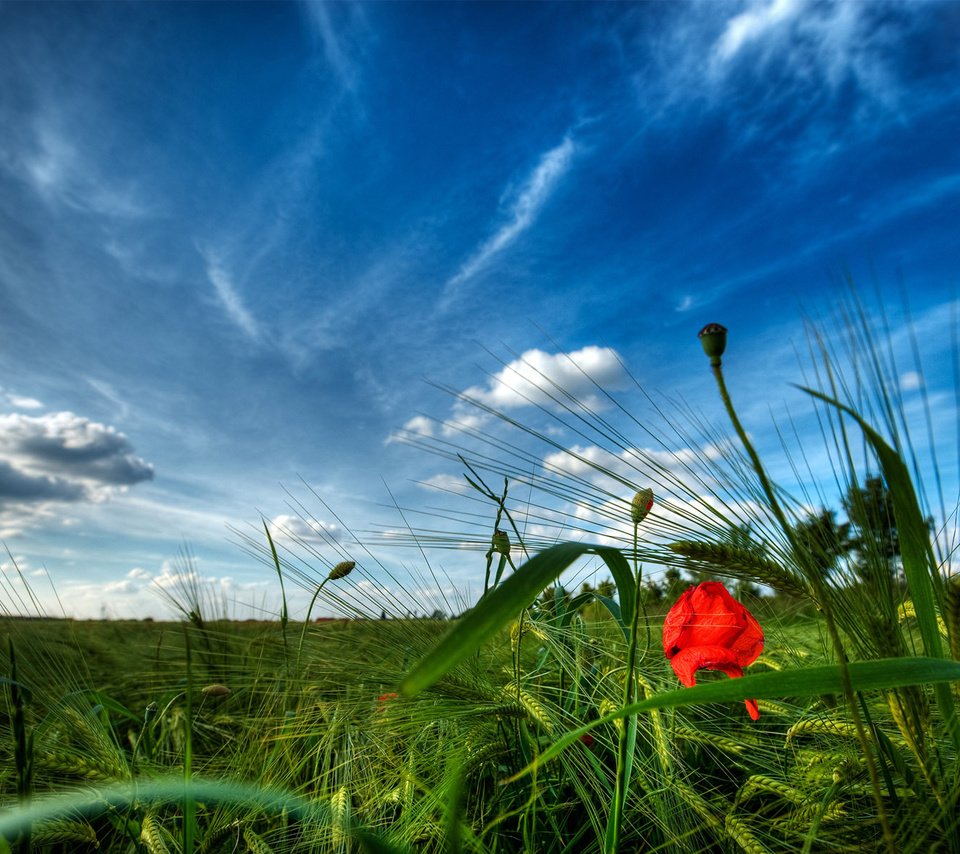 Обои небо, трава, мак, the sky, grass, mac разрешение 1920x1200 Загрузить