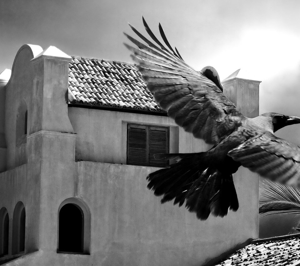 Обои черно-белая, птица, пальма, здание, black and white, bird, palma, the building разрешение 3200x2000 Загрузить