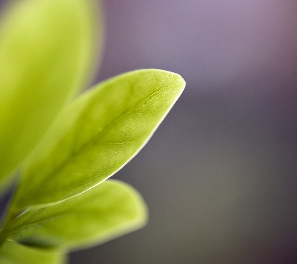 Обои листья, цветок, листы, жилки, стебли, зеленый лист, leaves, flower, veins, stems, green leaf разрешение 2560x1600 Загрузить