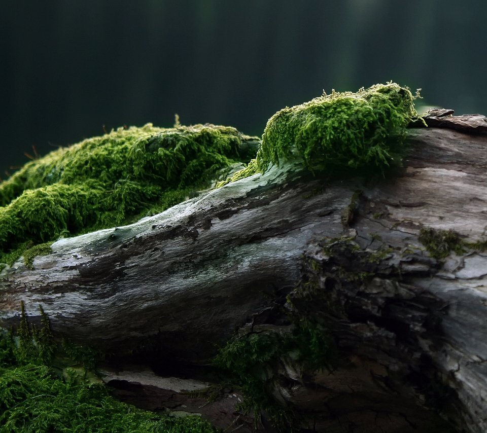 Обои дерево, мох, tree, moss разрешение 2560x1600 Загрузить