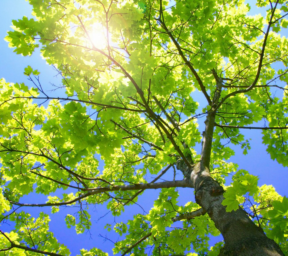 Обои небо, природа, ветки, листва, ствол, зелёное дерево, the sky, nature, branches, foliage, trunk, green tree разрешение 1999x1333 Загрузить