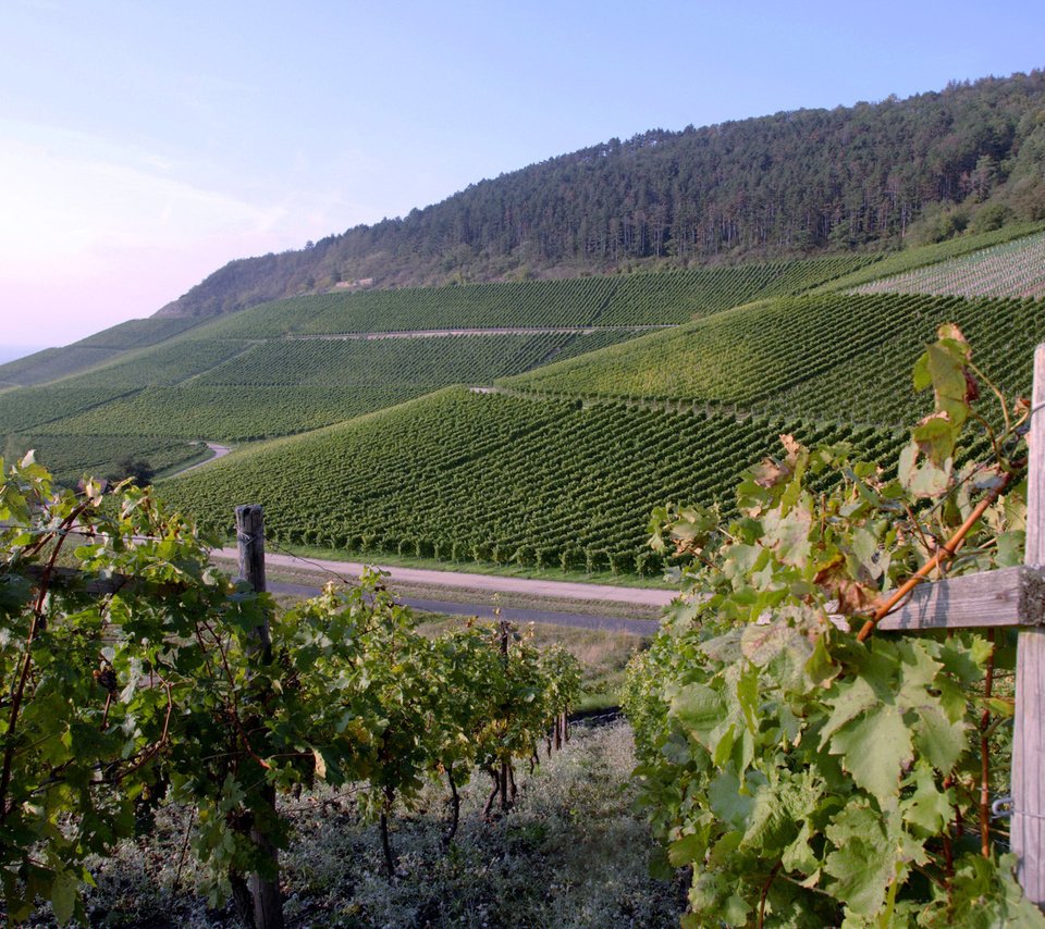 Обои виноград, плантации, вино, виноградник, grapes, plantation, wine, vineyard разрешение 1920x1200 Загрузить
