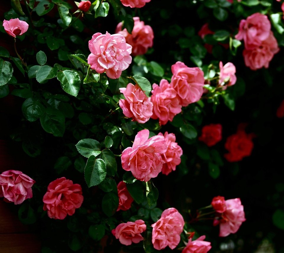 Красивый розовый куст