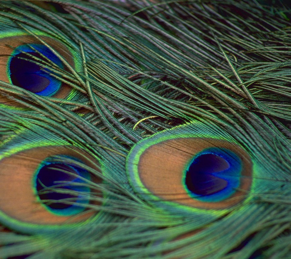 Обои павлин, перья, peacock, feathers разрешение 1920x1200 Загрузить