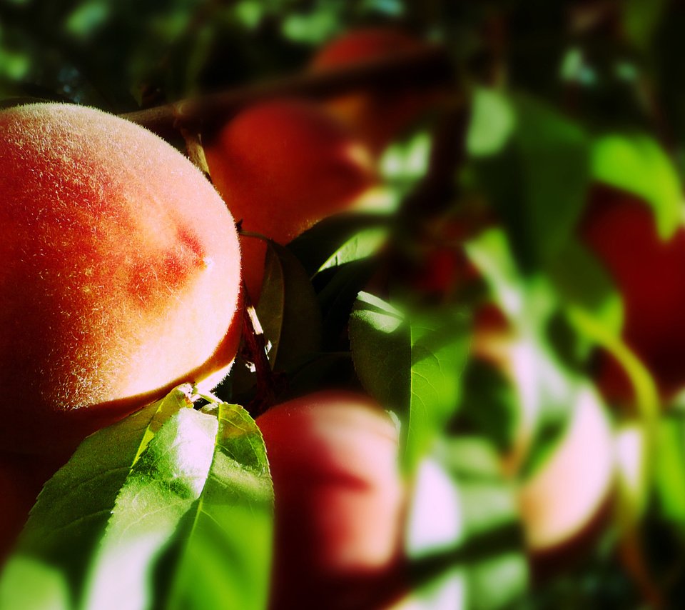 Обои листья, макро, лучи солнца, фрукты, плоды, персики, leaves, macro, the rays of the sun, fruit, peaches разрешение 1920x1080 Загрузить