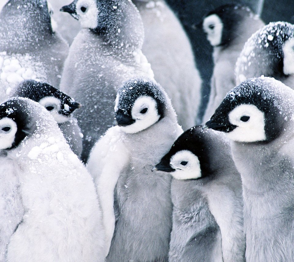 Обои снег, пингвины, детские, snow, penguins, baby разрешение 1920x1080 Загрузить