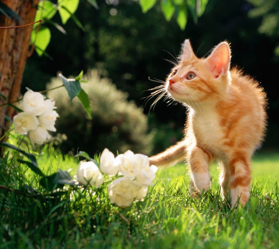 Обои цветы, рыжий котяра, травка, flowers, a ginger cat, weed разрешение 1920x1200 Загрузить