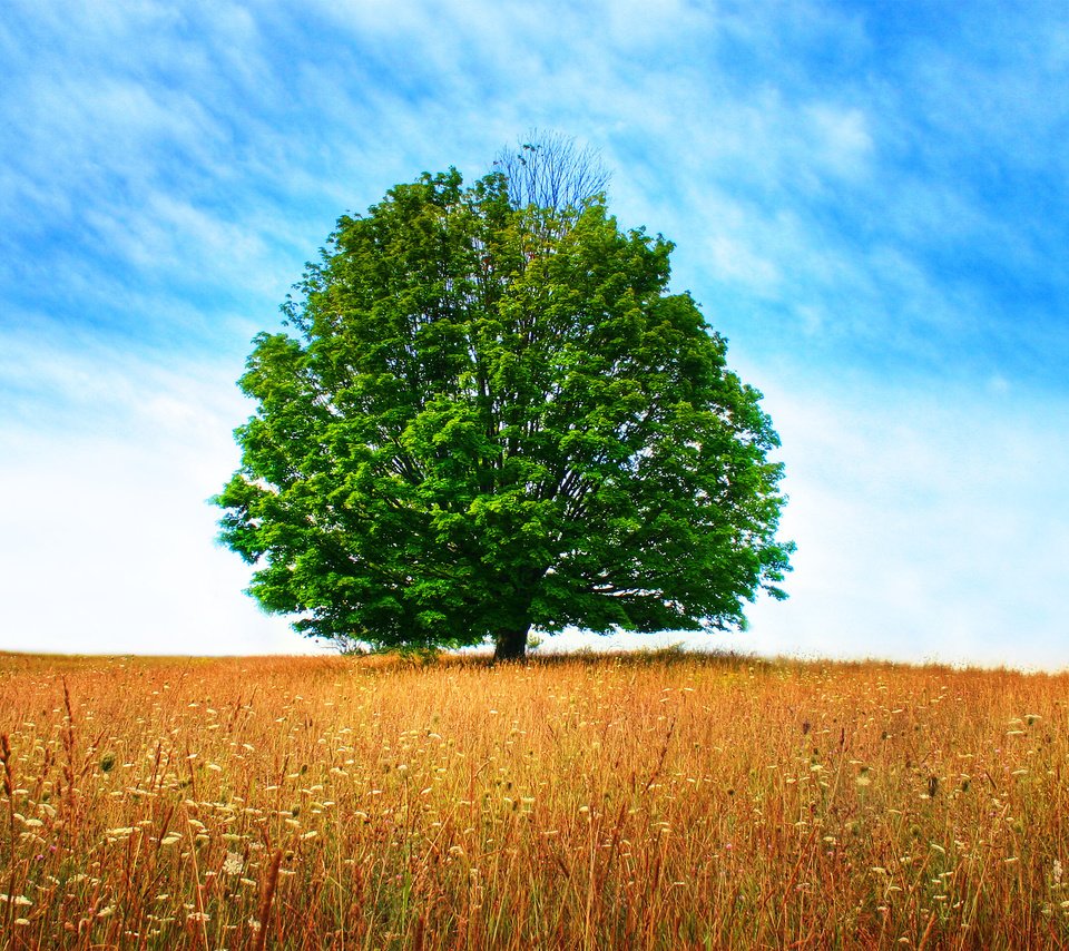 Обои небо, дерево, поле, the sky, tree, field разрешение 2560x1600 Загрузить