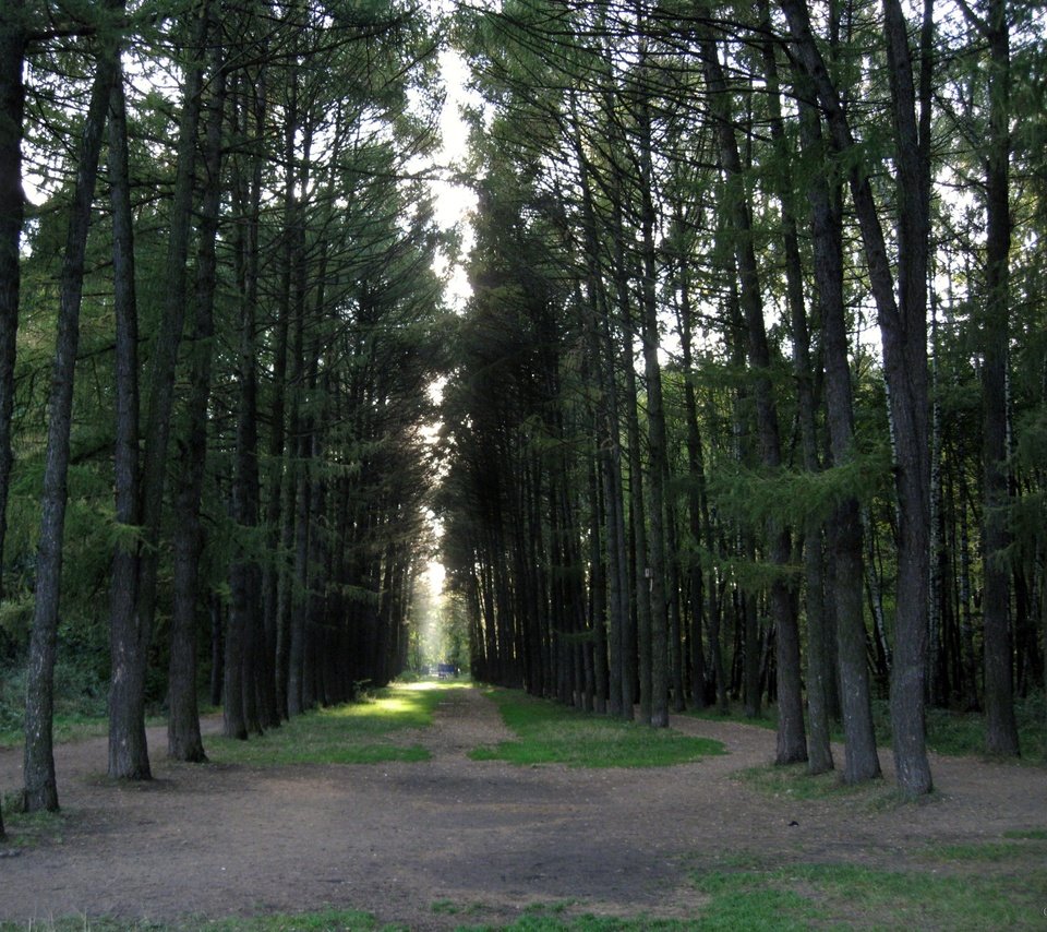 Обои свет, трава, деревья, лес, сосны, проблески, light, grass, trees, forest, pine, glimpses разрешение 3264x2448 Загрузить