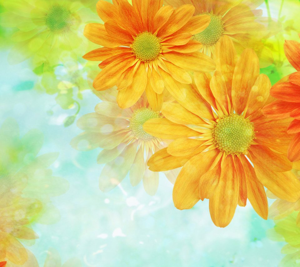 Обои цветы, обои, фон, светлый, flowers, wallpaper, background, light разрешение 1920x1200 Загрузить