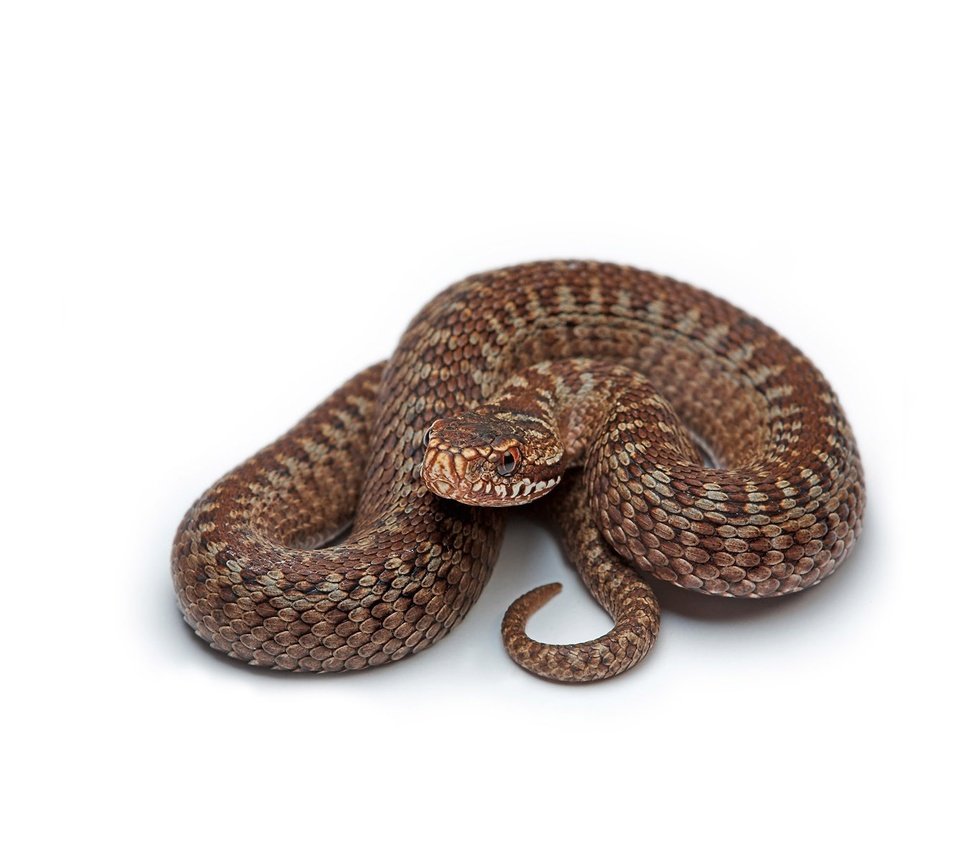 Обои змея, белый фон, коричневая, snake, white background, brown разрешение 1920x1200 Загрузить