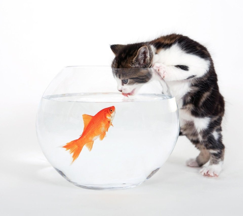 Обои котенок, белый, аквариум, рыбка, kitty, white, aquarium, fish разрешение 1920x1200 Загрузить