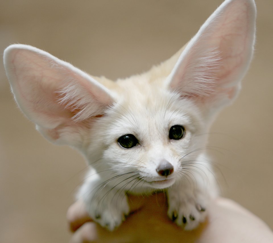 Лиса с большими ушами