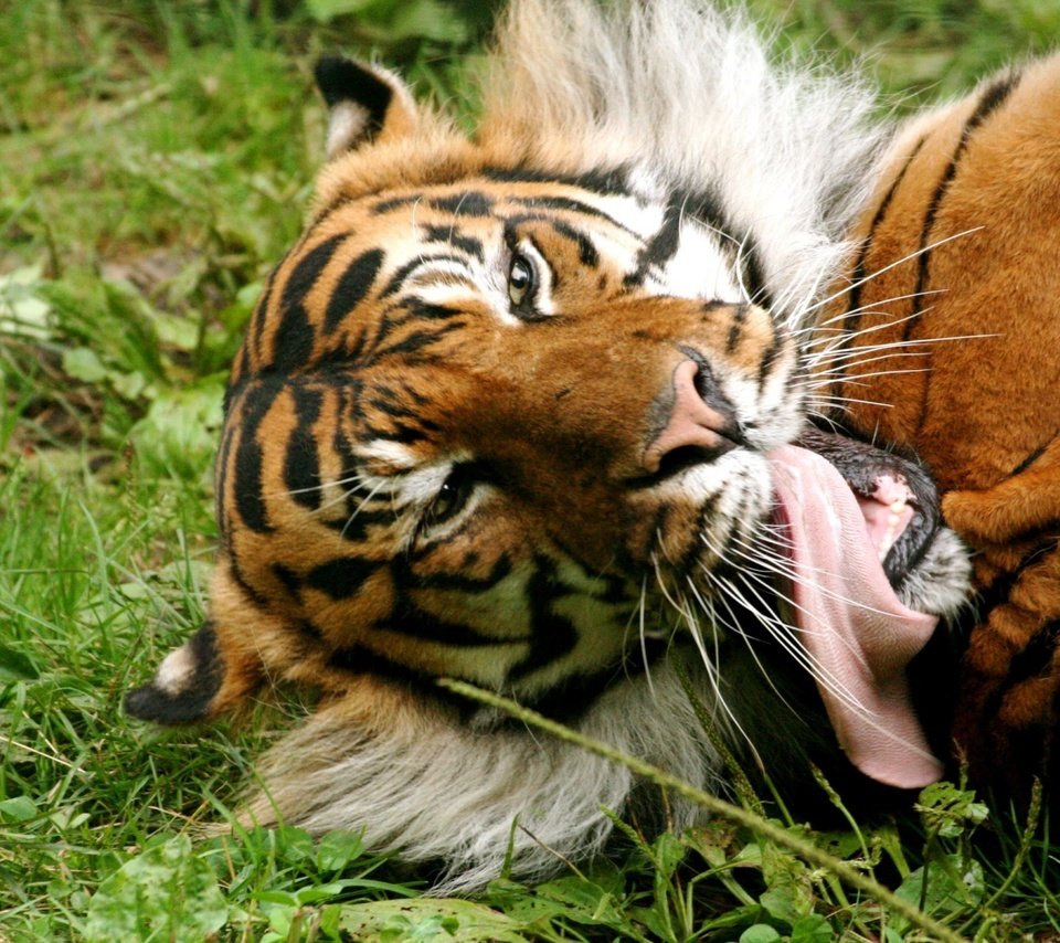 Обои тигр, трава, язык, tiger, grass, language разрешение 1920x1200 Загрузить