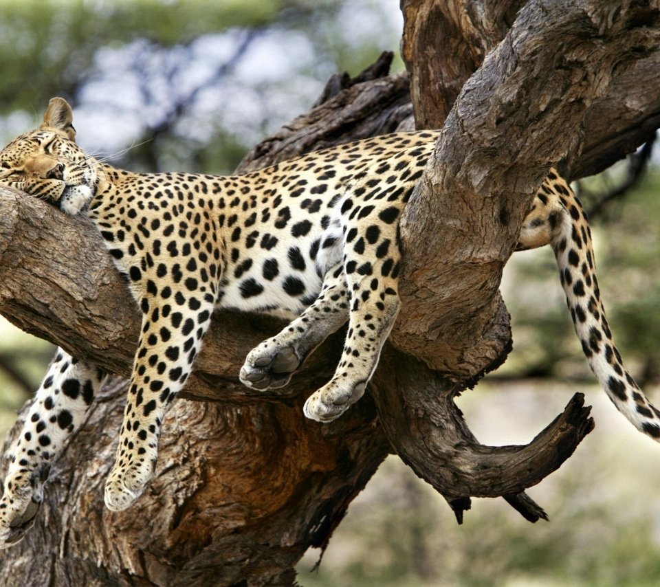 Обои дерево, сон, леопард, удобный, спящий леопард, tree, sleep, leopard, convenient, sleeping leopard разрешение 1920x1200 Загрузить