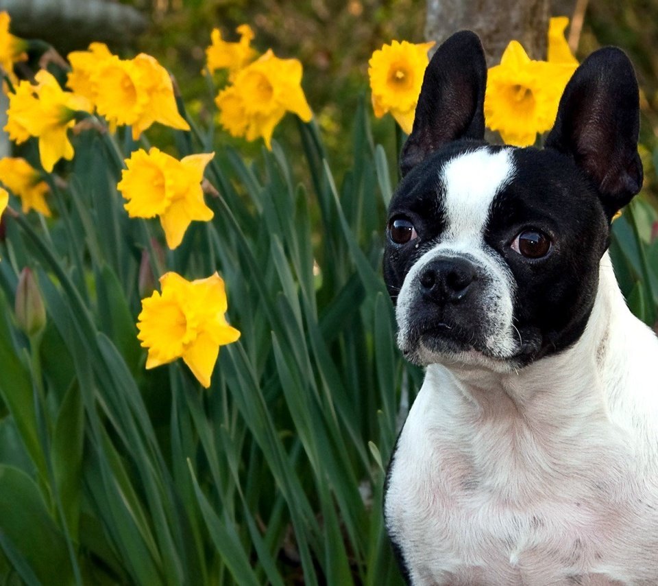 Обои морда, цветы, макро, нарциссы, face, flowers, macro, daffodils разрешение 1920x1200 Загрузить