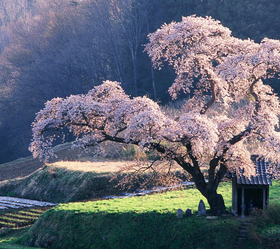 Обои дерево, сакура, клозет, tree, sakura, the closet разрешение 1920x1200 Загрузить