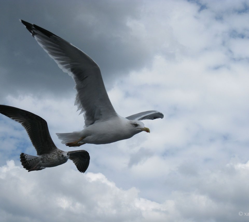 Обои небо, полет, крылья, чайка, птицы, клюв, перья, the sky, flight, wings, seagull, birds, beak, feathers разрешение 2592x1944 Загрузить