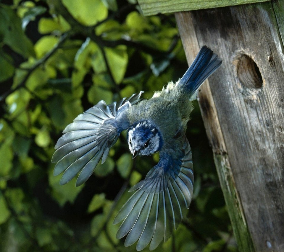 Обои полет, крылья, птица, домик, птичка, скворечник, синица, flight, wings, bird, house, birdhouse, tit разрешение 1920x1200 Загрузить