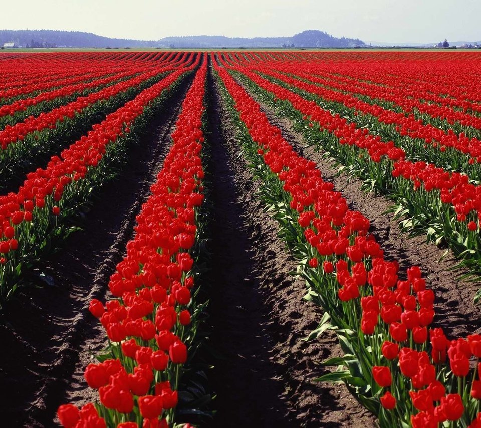 Обои поле, панорама, тюльпаны, field, panorama, tulips разрешение 3750x1200 Загрузить