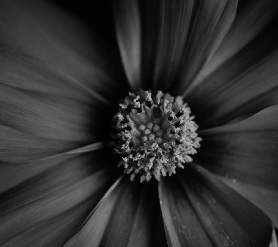 Обои арт, обои, макро, фото, фон, цветок, чёрно-белое, растение, art, wallpaper, macro, photo, background, flower, black and white, plant разрешение 1920x1200 Загрузить