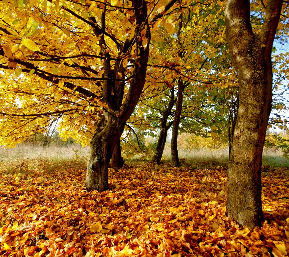 Обои деревья, природа, листья, фото, осень, осенние обои, trees, nature, leaves, photo, autumn, autumn wallpaper разрешение 1920x1200 Загрузить