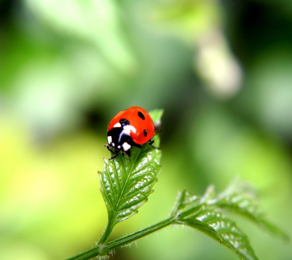 Обои зелёный, фокус камеры, жук, лист, green, the focus of the camera, beetle, sheet разрешение 1920x1440 Загрузить