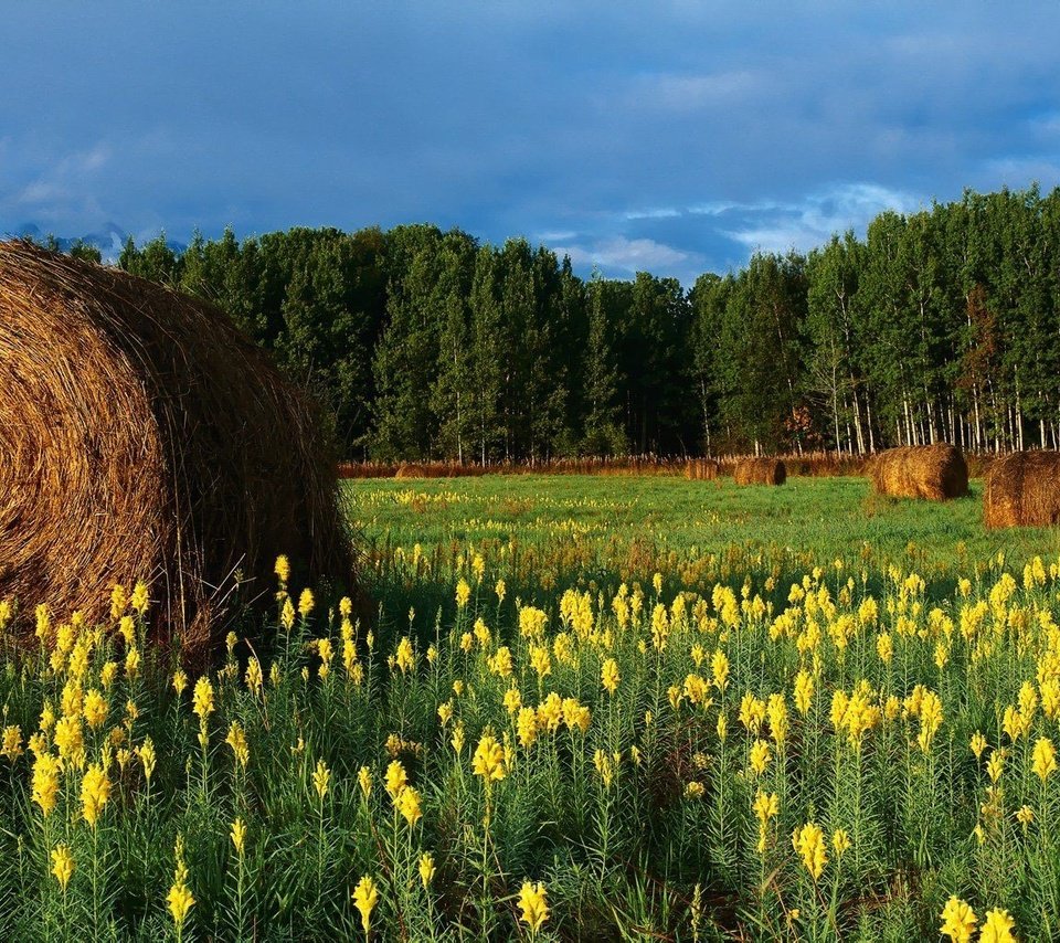 Обои цветы, горы, поле, сено, тюки, рулоны, flowers, mountains, field, hay, bales, rolls разрешение 2560x1024 Загрузить