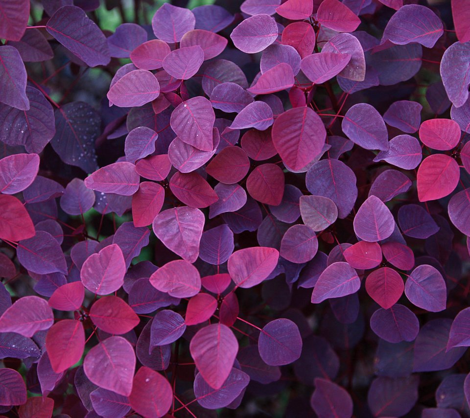 Обои листья, осень, фиолетовый, красивые, leaves, autumn, purple, beautiful разрешение 1920x1200 Загрузить