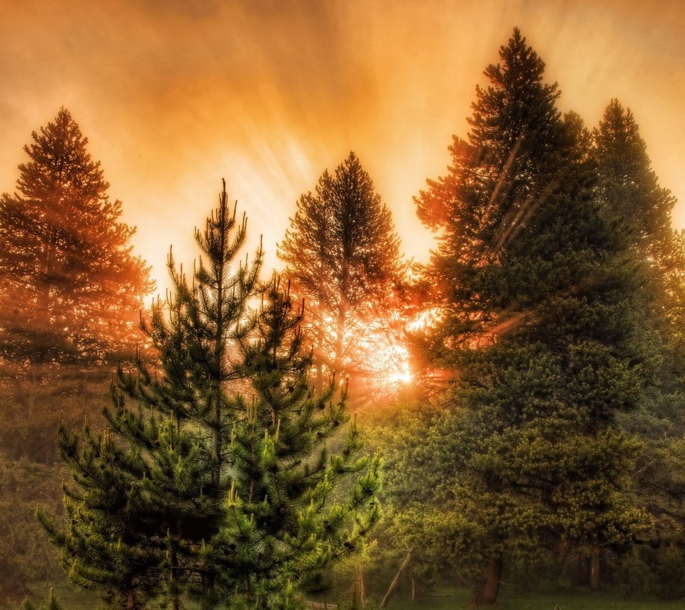 Обои свет, деревья, лес, закат, лучи, лучи солнца, light, trees, forest, sunset, rays, the rays of the sun разрешение 1920x1440 Загрузить