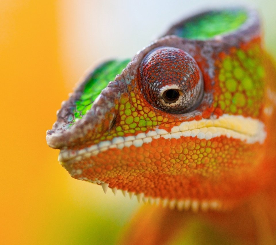 Обои животное, хамелеон, цветной, animal, chameleon, color разрешение 2560x1600 Загрузить