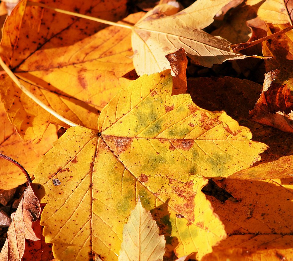 Обои природа, обои, макро фото, осень, лист, nature, wallpaper, macro photo, autumn, sheet разрешение 2560x1600 Загрузить