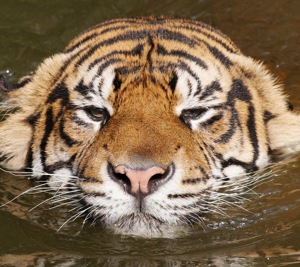 Обои тигр, вода, киса, расслабся, tiger, water, kitty, relax разрешение 2048x1441 Загрузить