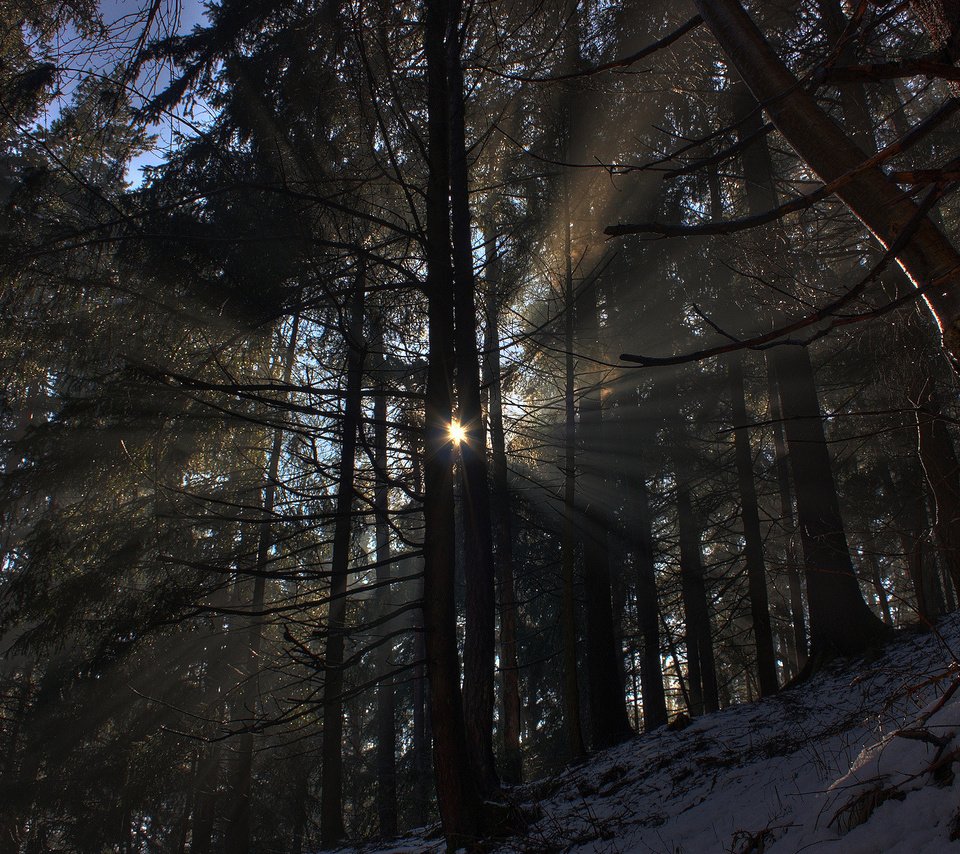 Обои свет, фото, деревья, лучи, солнце, снег, природа, обои, лес, зима, light, photo, trees, rays, the sun, snow, nature, wallpaper, forest, winter разрешение 1920x1200 Загрузить