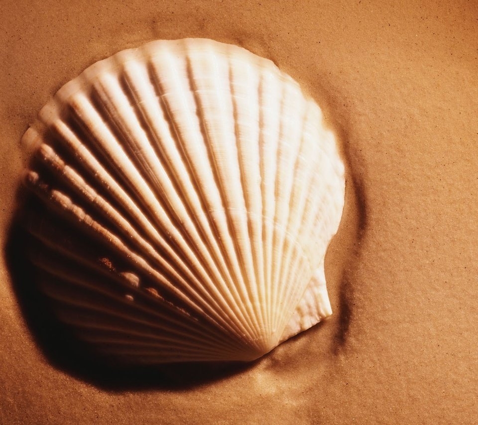 Обои песок, ракушки, sand, shell разрешение 1920x1200 Загрузить