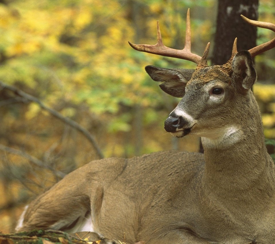 Обои северная америка, олень белохвостый, odocoileus virginianus, north america, white-tailed deer разрешение 1920x1200 Загрузить