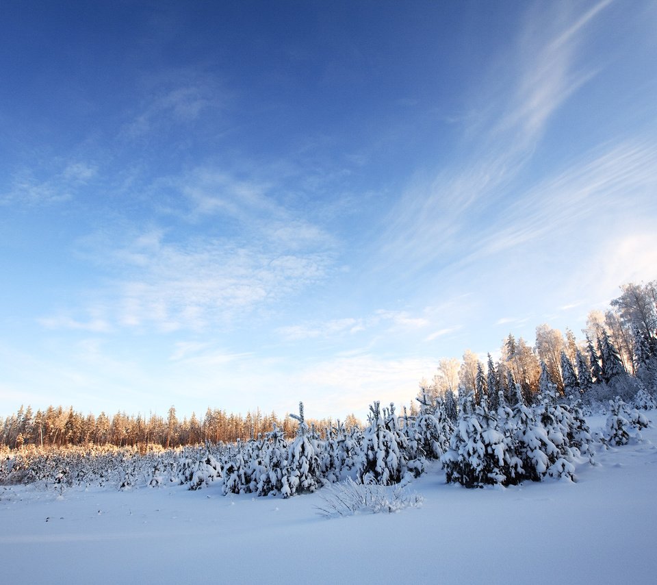 Обои небо, деревья, снег, лес, зима, the sky, trees, snow, forest, winter разрешение 1920x1200 Загрузить