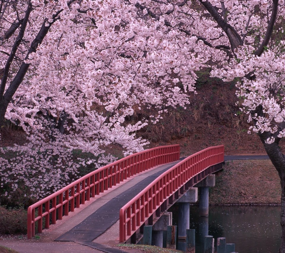 Обои мост, япония, сакура, bridge, japan, sakura разрешение 2950x2094 Загрузить