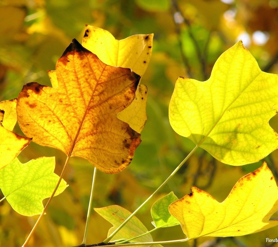 Обои желтый, осень, желтые листья, передний план, yellow, autumn, yellow leaves, foreground разрешение 2816x2112 Загрузить